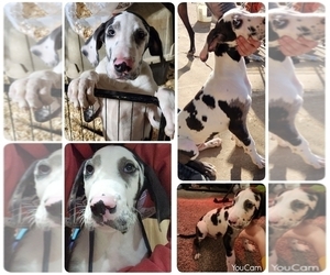 Great Dane Puppy for sale in FULTON, MO, USA