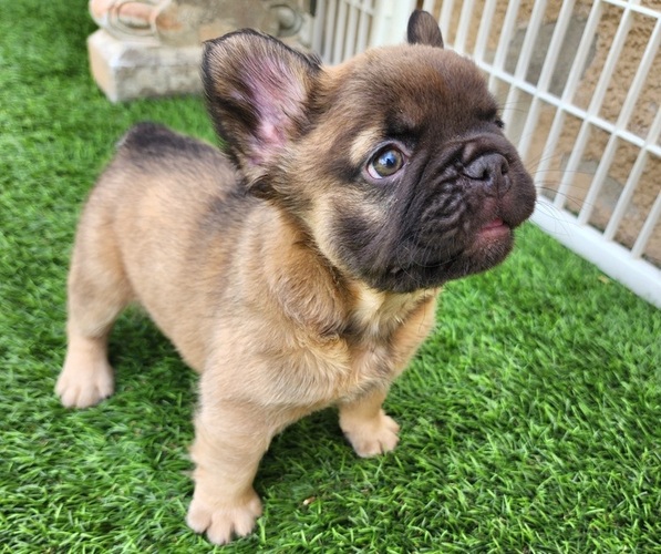 Medium Photo #14 French Bulldog Puppy For Sale in LAS VEGAS, NV, USA