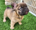 Small #13 French Bulldog