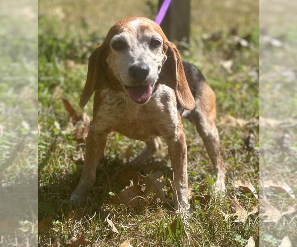 Medium Photo #11 Beagle Puppy For Sale in Dunnellon, FL, USA