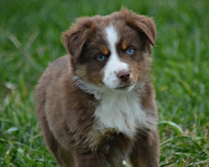 Australian Shepherd Puppy for sale in GIBBON, NE, USA