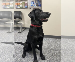 Forrest - Male German Shepherd Dog-Unknown Mix Dog for Adoption - Photo #3