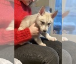 Small Photo #28 Siberian Husky Puppy For Sale in ROSEVILLE, CA, USA