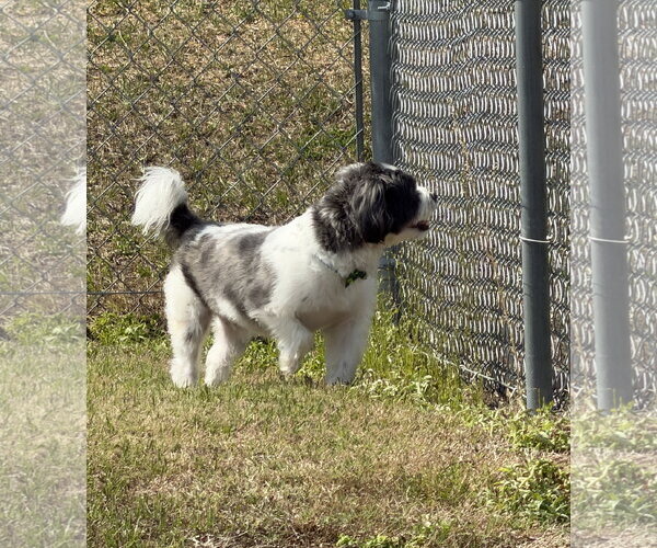Medium Photo #5 Shih Tzu-Unknown Mix Puppy For Sale in Valrico, FL, USA
