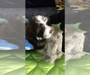 Havanese Puppy for sale in LIVONIA, MI, USA