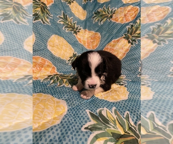 Medium Photo #16 Border Collie Puppy For Sale in AIKEN, SC, USA