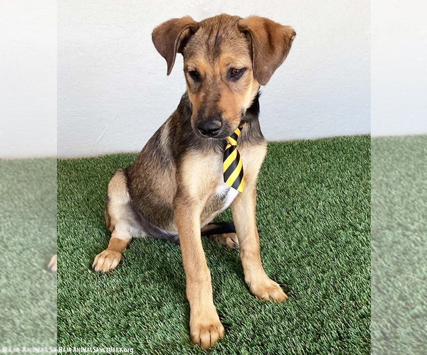 Medium Photo #3 Shepradors Puppy For Sale in San Diego, CA, USA