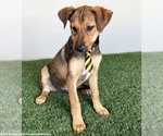 Small #2 Shepradors