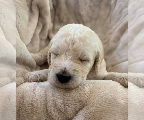 Medium Photo #2 Labradoodle Puppy For Sale in PIERSON, FL, USA