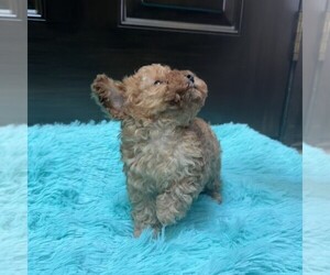 Poodle (Toy) Puppy for sale in BELTON, MO, USA