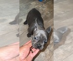 Puppy Mr Grey French Bulldog