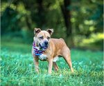 Small #15 American Staffordshire Terrier-Labrador Retriever Mix