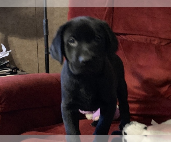 Full screen Photo #1 Labrador Retriever Puppy For Sale in SPOTSYLVANIA, VA, USA