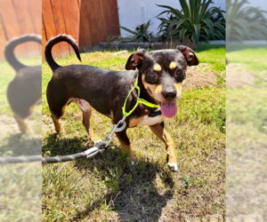 American Staffordshire Terrier-Chihuahua Mix Dogs for adoption in San Diego, CA, USA