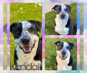 Labrador Retriever-Unknown Mix Dogs for adoption in Pearland, TX, USA