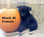 Small Photo #11 Australian Shepherd Puppy For Sale in CLARKSVILLE, TX, USA