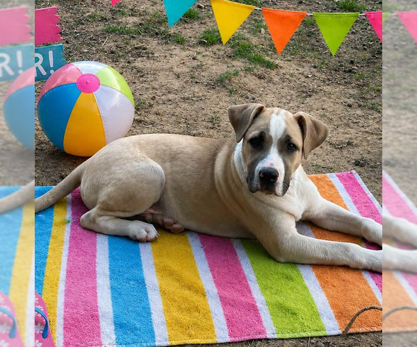 Medium Photo #3 Labrador Retriever-Unknown Mix Puppy For Sale in Yardley, PA, USA