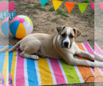 Small #2 Labrador Retriever Mix