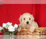 Small Photo #2 West Highland White Terrier Puppy For Sale in MILLERSBURG, PA, USA