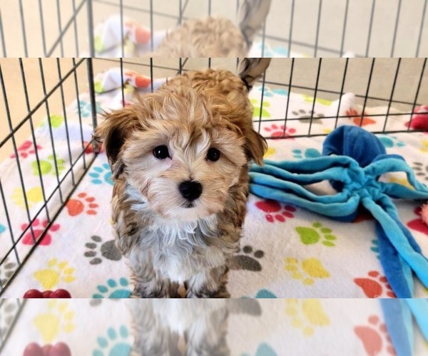 Medium Photo #2 Morkie Puppy For Sale in ORO VALLEY, AZ, USA