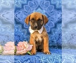 Small Photo #5 Boerboel Puppy For Sale in OXFORD, PA, USA