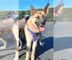 Small Gerberian Shepsky