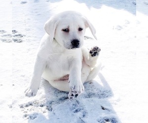 Labrador Retriever Puppy for Sale in ASHBURNHAM, Massachusetts USA