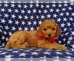 Small Photo #6 Poodle (Toy) Puppy For Sale in LINCOLN UNIV, PA, USA