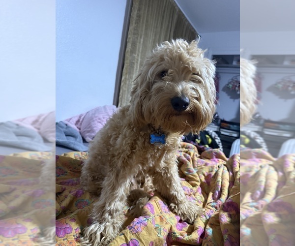 Medium Photo #1 Goldendoodle (Miniature) Puppy For Sale in GARLAND, TX, USA