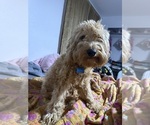 Small Photo #1 Goldendoodle (Miniature) Puppy For Sale in GARLAND, TX, USA