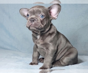 French Bulldog Puppy for sale in BOSTON, MA, USA