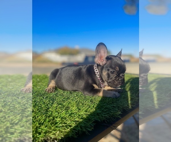 Medium Photo #7 French Bulldog Puppy For Sale in WEST HOLLYWOOD, CA, USA