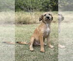 Small #1 Mutt