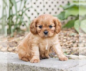 Cavalier King Charles Spaniel Puppy for sale in NARVON, PA, USA