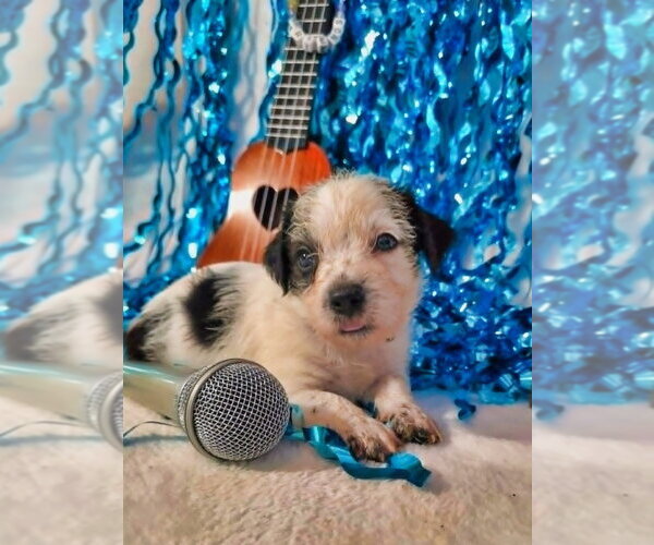 Medium Photo #4 Mutt Puppy For Sale in Raleigh, NC, USA