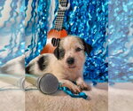 Small #3 Mutt