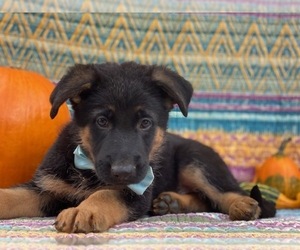 German Shepherd Dog Puppy for sale in LANCASTER, PA, USA