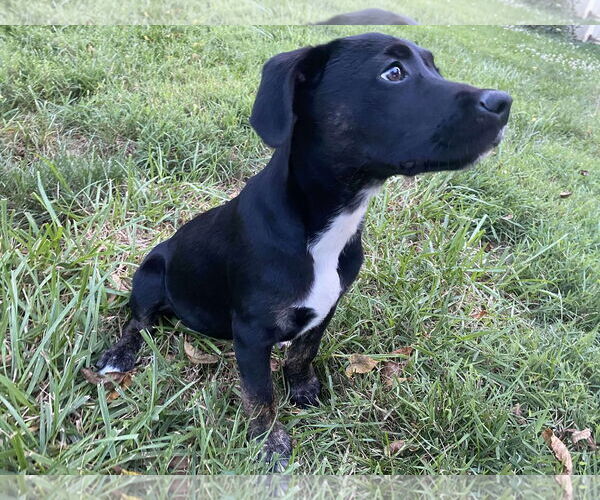 Medium Photo #2 Labrador Retriever-Unknown Mix Puppy For Sale in Stephens City, VA, USA