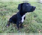 Small #1 Labrador Retriever Mix