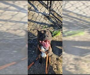 Labrador Retriever-Unknown Mix Dogs for adoption in Houston, TX, USA