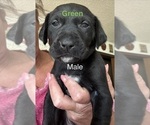 Small #2 Golden Retriever Mix