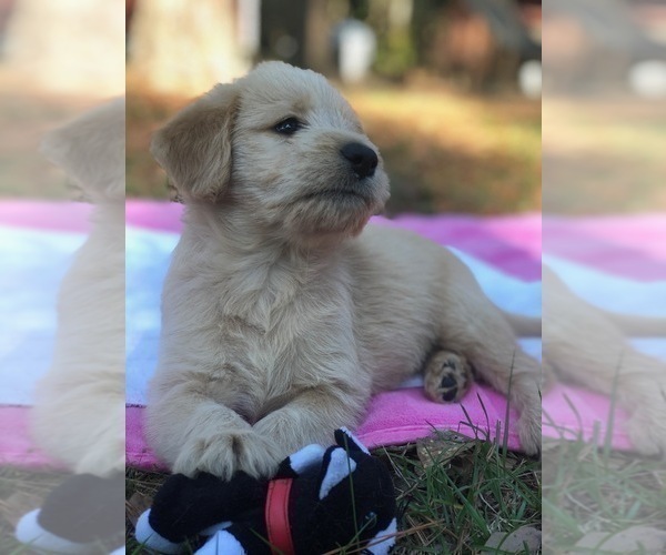 Medium Photo #21 Labradoodle Puppy For Sale in ROBERTA, GA, USA