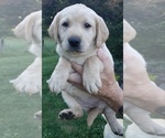 Small Photo #9 Labrador Retriever Puppy For Sale in OLYMPIA, WA, USA