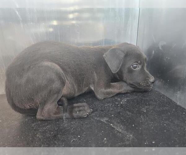 Medium Photo #1 Labrador Retriever-Unknown Mix Puppy For Sale in San Antonio, TX, USA