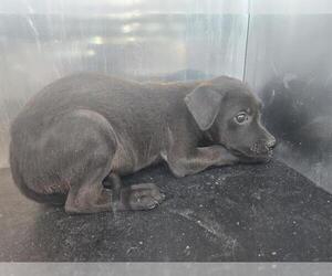 Labrador Retriever-Unknown Mix Dogs for adoption in San Antonio, TX, USA