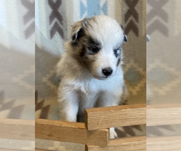 Medium Photo #7 Shetland Sheepdog Puppy For Sale in FORT MORGAN, CO, USA