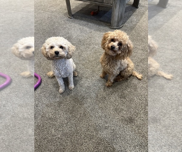 Medium Photo #1 Poodle (Toy) Puppy For Sale in EXCELSIOR SPRINGS, MO, USA