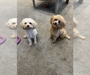 Mother of the Poodle (Toy) puppies born on 03/05/2026