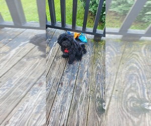 Shih-Poo-ShihPoo Mix Puppy for sale in NASHUA, NH, USA
