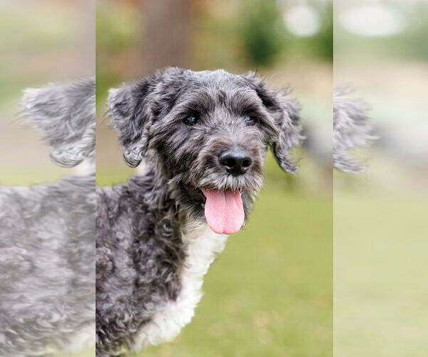 Medium Photo #2 Poodle (Miniature)-Unknown Mix Puppy For Sale in McKinney, TX, USA